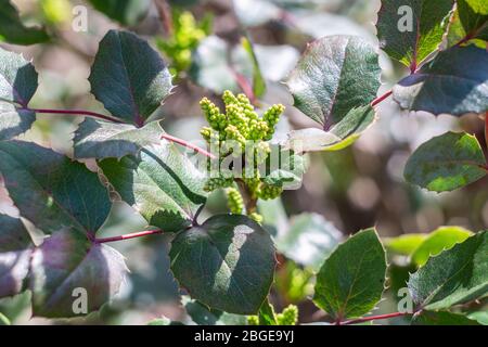 Mahonia aquifolium, arbuste vert utilisé pour l'aménagement paysager décoratif, les feuilles et les bourgeons Banque D'Images