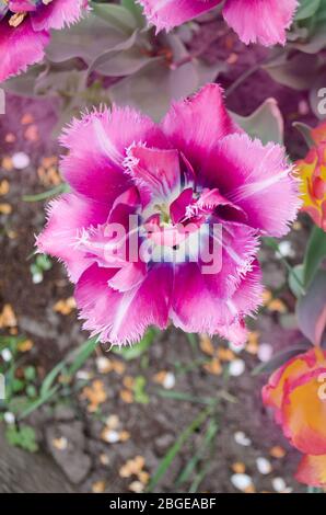 Tulipes violettes à franges. Tulipe violette avec bords à franges cristallines. Banque D'Images