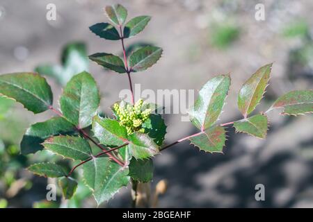 Mahonia aquifolium, arbuste vert utilisé pour l'aménagement paysager décoratif, les feuilles et les bourgeons Banque D'Images