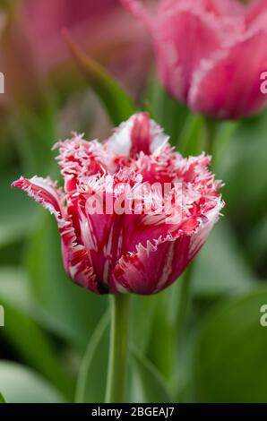 Tulipe à franges rouge et blanche. Tulipe rouge blanche Rembrandt. Tulipe rouge Rembrandt avec frange blanche dans le jardin Banque D'Images
