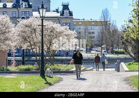 Arbres en fleurs dans le parc municipal Vasaparken à Norrkoping au début du printemps en Suède. Banque D'Images