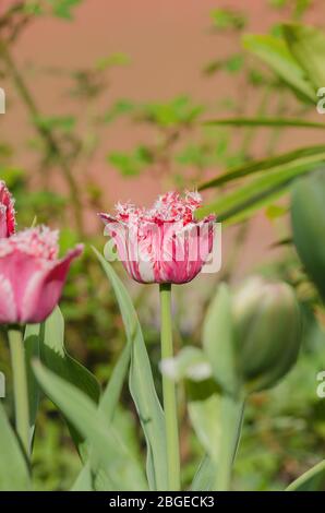 Tulipe rose et blanche Rembrandt avec pétales de terre. Tulipe à franges rouge et blanche. Tulipe rouge blanche Rembrandt. Banque D'Images