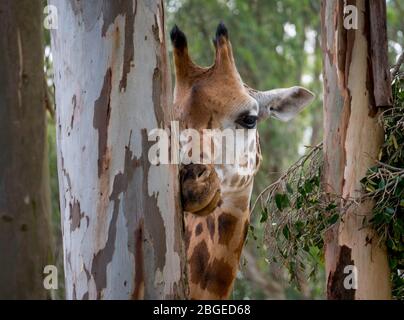 Gros plan sur une girafe mangeant les barks d'un tronc d'eucalyptus une journée lumineuse Banque D'Images