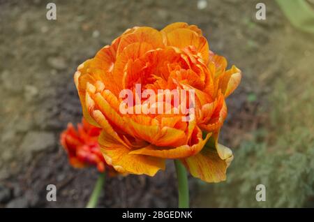 Tulipes Sunlover plante dans le jardin. Tulipes orange doubles fleuris Banque D'Images
