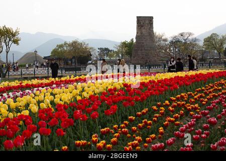 Beau paysage printanier avec fleurs de tulipes à l'Observatoire de Cheomseongdae à Gyeongju, Corée : 15 avril 2020 Banque D'Images