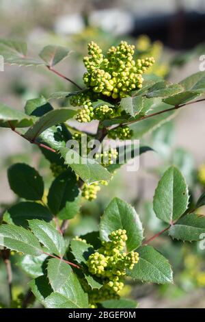 Mahonia aquifolium, arbuste vert utilisé pour l'aménagement paysager décoratif, les feuilles et les bourgeons Banque D'Images