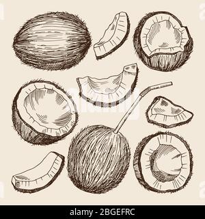 Illustrations de dessin à la main de différents côtés de la noix de coco. Les images vectorielles s'isolent Illustration de Vecteur