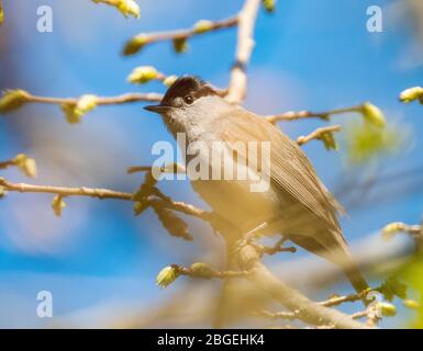 Blackcap (Sylvia atricapilla) perché dans un arbre, West Lothian, Ecosse Royaume-Uni Banque D'Images