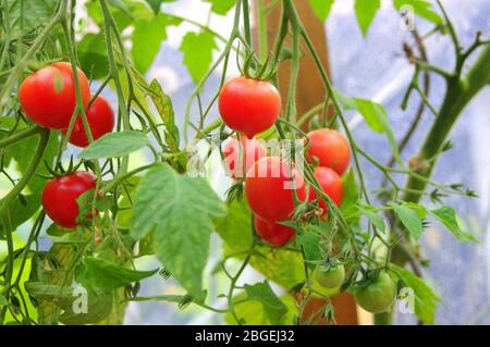 Belle rouge mûre les tomates cultivées en serre. Magnifique cadre Banque D'Images