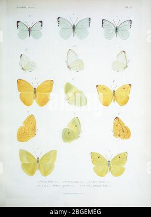 Papillons de Cube 1838 du livre Histoire physique, politique et naturelle de l'ile de Cuba [Histoire physique, politique et naturelle de l'île de Cuba] par Sagra, Ramón de la, 1798-1871; Orbigny, Alcide Dessines d'Or, 1802-1857 Date de publication 1838 Éditeur : A. Bertrand Banque D'Images
