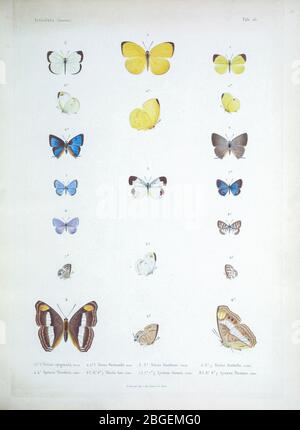 Papillons de Cube 1838 du livre Histoire physique, politique et naturelle de l'ile de Cuba [Histoire physique, politique et naturelle de l'île de Cuba] par Sagra, Ramón de la, 1798-1871; Orbigny, Alcide Dessines d'Or, 1802-1857 Date de publication 1838 Éditeur : A. Bertrand Banque D'Images