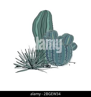 Composition décorative composée de groupes de cactus et d'agave. Illustration vectorielle isolée sur fond blanc Illustration de Vecteur