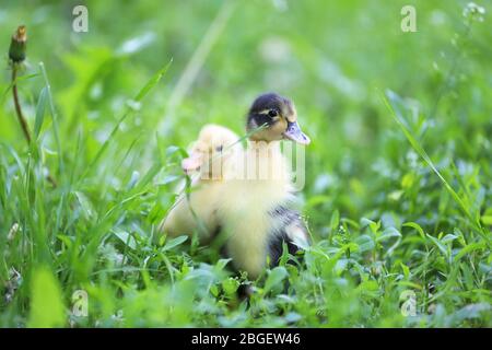 Petites mignons conduits sur l'herbe verte, à l'extérieur Banque D'Images