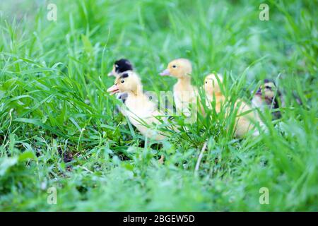 Petites mignons conduits sur l'herbe verte, à l'extérieur Banque D'Images