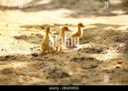 Petites mignonnes gaines sur sable, à l'extérieur Banque D'Images