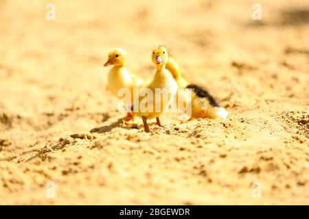 Petites mignonnes gaines sur sable, à l'extérieur Banque D'Images