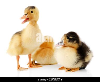 Petites gaines mignons isolées sur blanc Banque D'Images