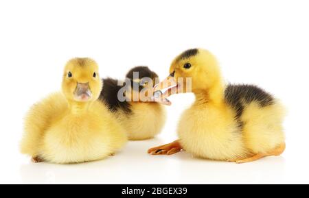 Petites gaines mignons isolées sur blanc Banque D'Images