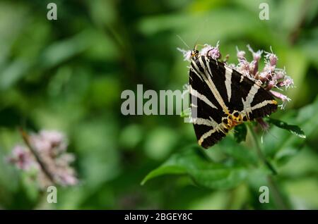 Papillon de tigre de jersey sur une fleur (Euplagia quadripunctaria, famille des Arctiidae) Banque D'Images