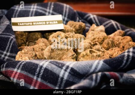 Truffes blanches (Tuber Magnatum Pico) sur un stand de Trader de la Fiera del Tartufo (Foire de la truffe) d'Alba, Piémont (Italie) Banque D'Images