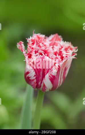 Tulipe rose et blanche Rembrandt avec pétales de terre. Tulipe à franges rouge et blanche. Tulipe rouge blanche Rembrandt. Banque D'Images