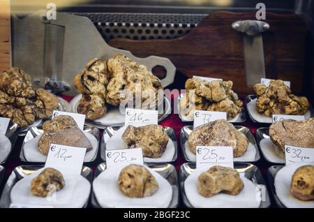 Truffes blanches (Tuber Magnatum Pico) sur un stand de Trader de la Fiera del Tartufo (Foire de la truffe) d'Alba, Piémont (Italie), plus important international Banque D'Images