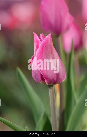 Fleurs de tulipe de couleur pourpre dans le champ de printemps. Bourgeon violet de tulipe. Violet brillant tulipe Mistress Banque D'Images