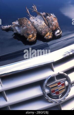 Quail Shoot à Bray's Island Plantation Sheldon Caroline du Sud États-Unis 2002 Banque D'Images