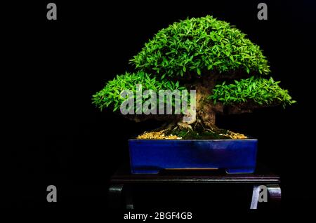 Bonsai japonais traditionnel (arbre miniature) sur une table avec fond noir Banque D'Images