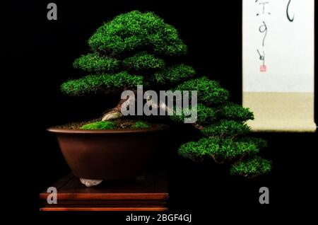 Bonsai japonais traditionnel (arbre miniature) sur une table avec fond noir Banque D'Images