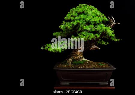 Bonsai japonais traditionnel (arbre miniature) sur une table avec fond noir Banque D'Images