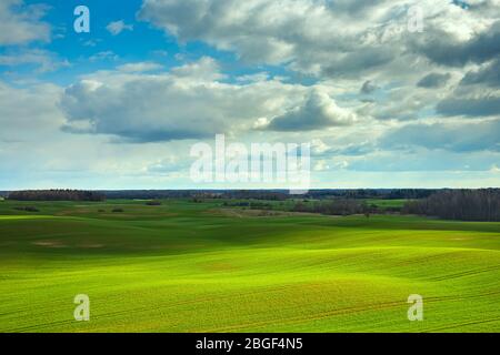 Collines vertes de printemps avec champs de blé. Banque D'Images