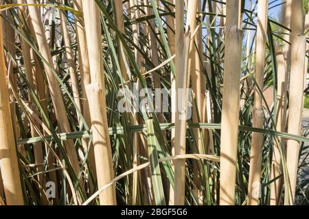 Tiges de Pampas herbe (Cortaderia selloana) Banque D'Images