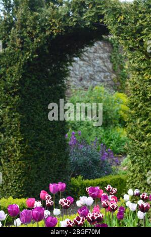 Haie arquée avec une voie bordée de tulipes violettes en Angleterre Banque D'Images