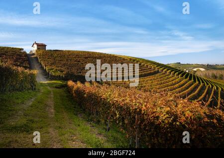 Après la récolte, marchez en automne dans les sentiers de randonnée entre les rangées et les vignobles de raisin nebbiolo, dans les collines de Barolo Langhe, le quartier des vins italiens Banque D'Images