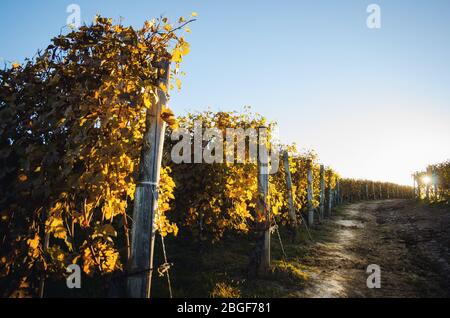 Après la récolte, marchez en automne dans les sentiers de randonnée entre les rangées et les vignobles de raisin nebbiolo, dans les collines de Barolo Langhe, le quartier des vins italiens Banque D'Images