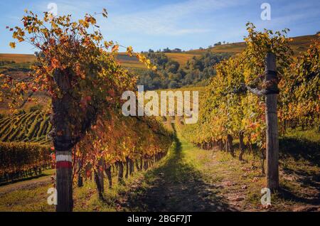 Après la récolte, marchez en automne dans les sentiers de randonnée entre les rangées et les vignobles de raisin nebbiolo, dans les collines de Barolo Langhe, le quartier des vins italiens Banque D'Images