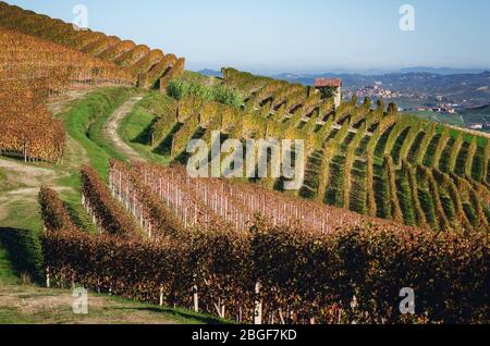 Après la récolte, marchez en automne dans les sentiers de randonnée entre les rangées et les vignobles de raisin nebbiolo, dans les collines de Barolo Langhe, le quartier des vins italiens Banque D'Images