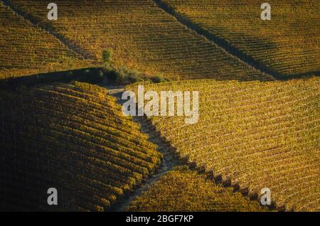 Après la récolte, marchez en automne dans les sentiers de randonnée entre les rangées et les vignobles de raisin nebbiolo, dans les collines de Barolo Langhe, le quartier des vins italiens Banque D'Images