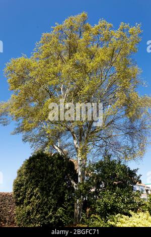 Arbre Birch argent au Springtime Banque D'Images