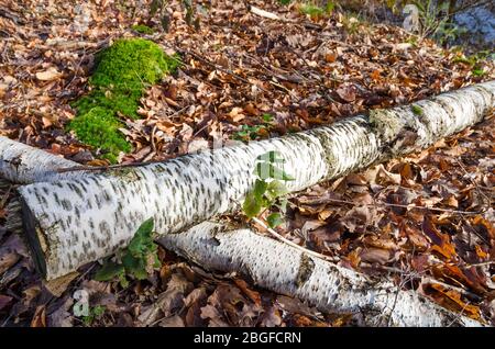 Bouleau, Betula, bois de feu dans la forêt de Rhénanie-Palatinat, Allemagne, Europe occidentale Banque D'Images