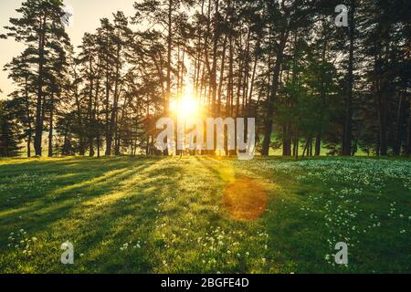 Rayons de soleil pour l'intermédiaire d'arbres dans la forêt brumeuse. Banque D'Images