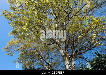 Arbre Birch argent au Springtime Banque D'Images