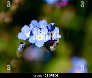 Oubliez-moi de ne pas fleurir,Myosotis scorpioides Banque D'Images