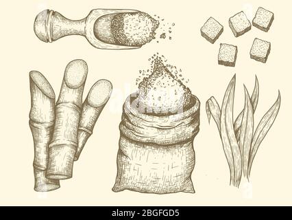 Collecte de canne à sucre : sucre de canne et canne à sucre. Illustration du jeu gravé vectoriel dessiné à la main. Illustration de Vecteur