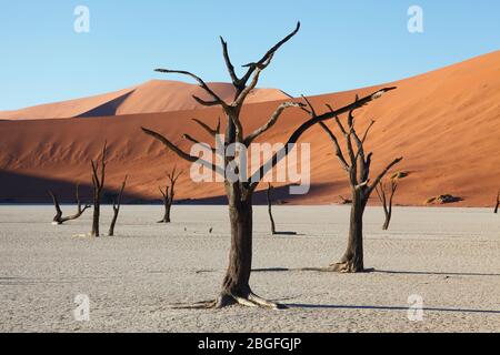 Anciens arbres à camélépine sur le fond argent de Dead Vlei au milieu des dunes de sable de Sossusvlei dans le parc Namib Naukluft, dans le sud de la Namibie. Banque D'Images