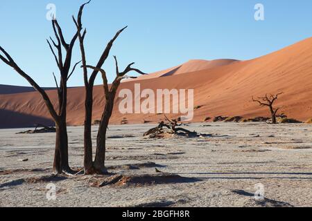 Anciens arbres à camélépine sur le fond argent de Dead Vlei au milieu des dunes de sable de Sossusvlei dans le parc Namib Naukluft, dans le sud de la Namibie. Banque D'Images