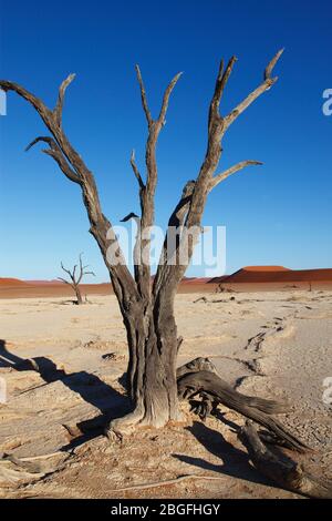 Anciens arbres à camélépine sur le fond argent de Dead Vlei au milieu des dunes de sable de Sossusvlei dans le parc Namib Naukluft, dans le sud de la Namibie. Banque D'Images