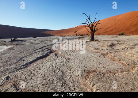 Anciens arbres à camélépine sur le fond argent de Dead Vlei au milieu des dunes de sable de Sossusvlei dans le parc Namib Naukluft, dans le sud de la Namibie. Banque D'Images