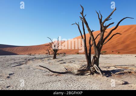 Anciens arbres à camélépine sur le fond argent de Dead Vlei au milieu des dunes de sable de Sossusvlei dans le parc Namib Naukluft, dans le sud de la Namibie. Banque D'Images